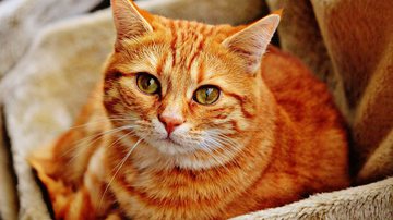 Ilustrativa / Pixabay