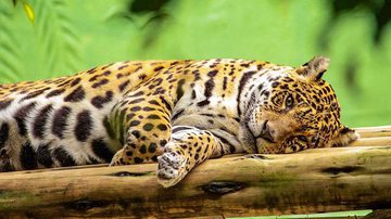 Divulgação / Nelson Brazys Nelson - Pixabay