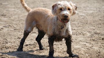 Foto Ilustrativa/Pixabay