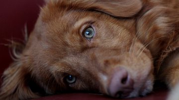 Foto Ilustrativa/Pixabay