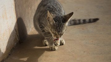 Foto Ilustrativa/Pixabay