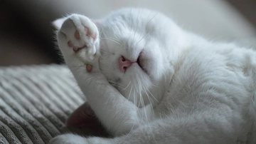 Ilustrativa / Pixabay