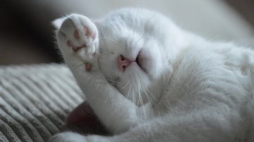 Foto Ilustrativa/Pixabay