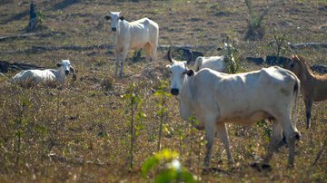 Arquivo/Agência Brasil