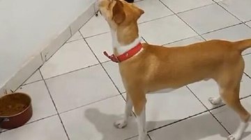 Reprodução / TikTok