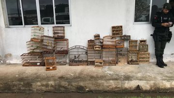 Polícia Ambiental/Divulgação