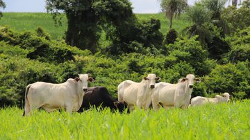 Divulgação Marfrig