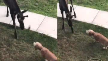 Reprodução / Tik Tok