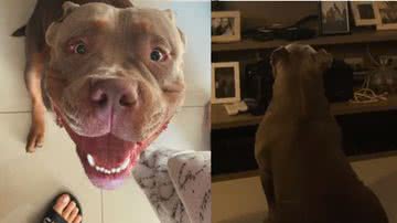 Reprodução / Tik Tok