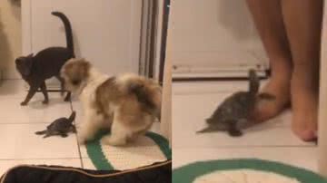 Reprodução/ Tik Tok