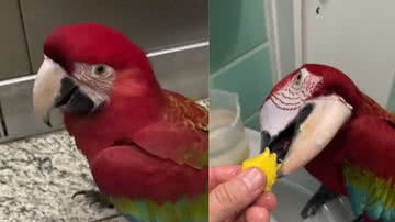 Reprodução / Tik Tok