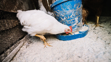 Reprodução/Freepik