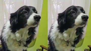 Reprodução / Tik Tok