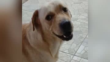 Reprodução/TikTok @chicoboladao2