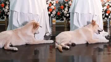 Reprodução/TikTok @olharjornalistico