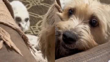 Reprodução/TikTok @catielencardoso