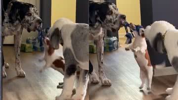 Reprodução/TikTok @mandya1226