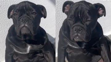 Reprodução/TikTok @carolfyuki