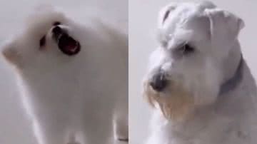 Reprodução/TikTok @alexiagoncalves
