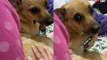 Reprodução/TikTok @carolpalaciio