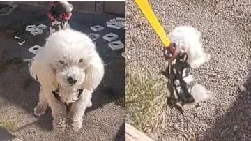 Reprodução/TikTok @universoshihtzu