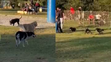 Reprodução/TikTok @gabriela.veronezii