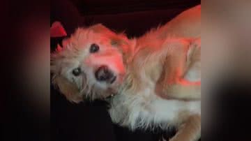 Reprodução/TikTok @yascasadias