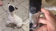 Reprodução / TikTok