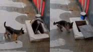 Reprodução/ Tik Tok