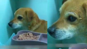 Reprodução/ Tik Tok