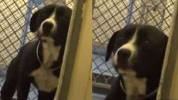 Reprodução/ Tik Tok