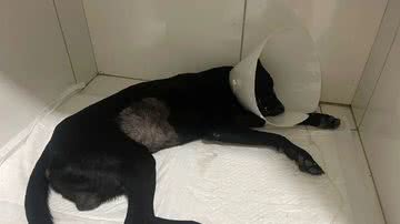 Imagem Homem flagrado agredindo cachorro a pauladas tem prisão preventiva decretada