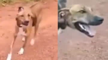 Reprodução / TikTok