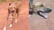Reprodução / TikTok