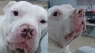Reprodução/ Tik Tok