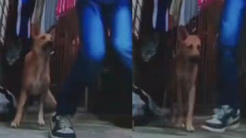 Reprodução/ Tik Tok