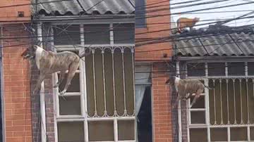 Reprodução / Redes Sociais