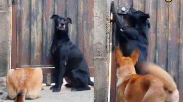 Reprodução/ Tik Tok