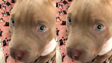 Reprodução / Tik Tok