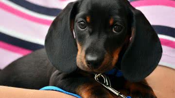 Ilustrativa / Pixabay