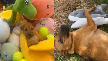 Reprodução/TikTok @happydoggoniall