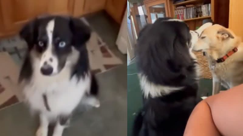 Reprodução/ Tik Tok
