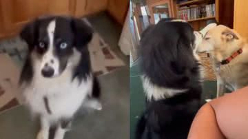 Reprodução/ Tik Tok