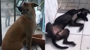 Reprodução/TikTok @avsaojose12