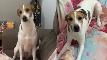 Reprodução / Tik Tok