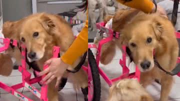 Reprodução/ Tik Tok