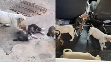 Reprodução/Instagram @anapvasconcelos