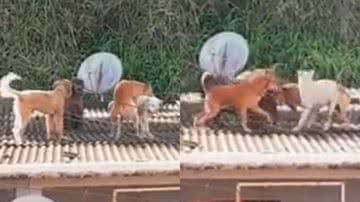 Reprodução/Twitter @siteptbr