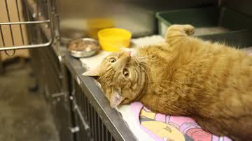 Imagem de Joanna Reichert por Pixabay