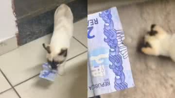 Reprodução// TikTok @evellyn_alves26